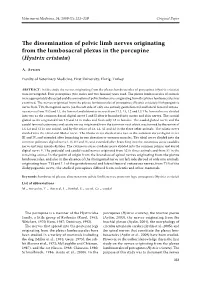 The Dissemination of Pelvic Limb Nerves Originating from the Lumbosacral Plexus in the Porcupine (Hystrix Cristata)