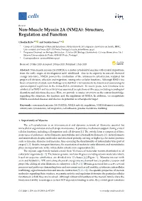 Non-Muscle Myosin 2A (NM2A): Structure, Regulation and Function