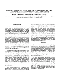 Structure and Function of the Compound Eye in Photinus Carolinus (Lampyridae): Regional Variation and Visual Performance