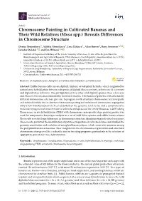 (Musa Spp.) Reveals Differences in Chromosome Structure