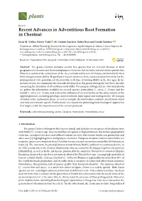 Recent Advances in Adventitious Root Formation in Chestnut