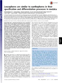 Leucophores Are Similar to Xanthophores in Their Specification and Differentiation Processes in Medaka