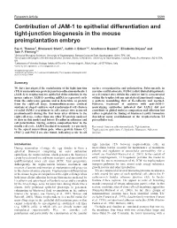 Contribution of JAM-1 to Epithelial Differentiation and Tight-Junction Biogenesis in the Mouse Preimplantation Embryo