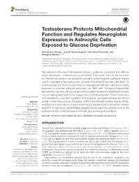 Testosterone Protects Mitochondrial Function and Regulates Neuroglobin Expression in Astrocytic Cells Exposed to Glucose Deprivation