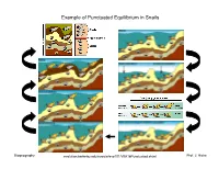 Example of Punctuated Equilibrium in Snails