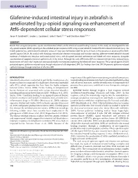 Glafenine-Induced Intestinal Injury in Zebrafish Is Ameliorated by -Opioid Signaling Via Enhancement of Atf6-Dependent Cellular Stress Responses