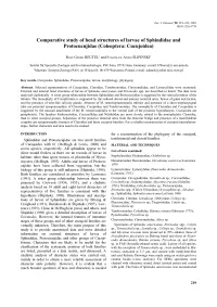Comparative Study of Head Structures of Larvae of Sphindidae and Protocucujidae (Coleóptera: Cucujoidea)
