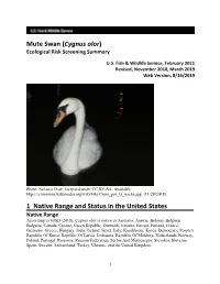 Mute Swan (Cygnus Olor) ERSS