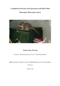 Complement Function and Expression in the Red-Tailed