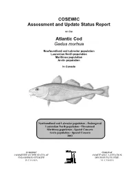 Atlantic Cod (Gadus Morhua) Off Newfoundland and Labrador Determined from Genetic Variation