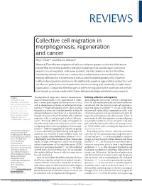 Collective Cell Migration in Morphogenesis, Regeneration and Cancer