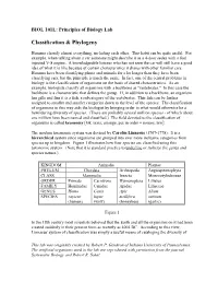 Phylogenetic Analysis