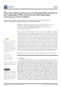 How Does Mytilus Galloprovincialis Respond When Exposed to the Gametophyte Phase of the Invasive Red Macroalga Asparagopsis Armata Exudate?