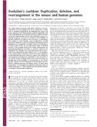 Duplication, Deletion, and Rearrangement in the Mouse and Human Genomes