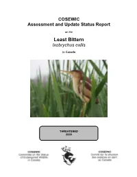 Least Bittern Ixobrychus Exilis