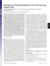 Derivation of Induced Pluripotent Stem Cells from Pig Somatic Cells