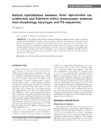 Asteraceae): Evidence from Morphology, Karyotype, and ITS Sequences