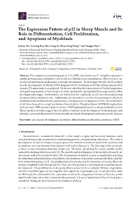 The Expression Pattern of P32 in Sheep Muscle and Its Role in Diﬀerentiation, Cell Proliferation, and Apoptosis of Myoblasts