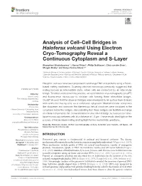 Analysis of Cell–Cell Bridges in Haloferax Volcanii Using Electron Cryo-Tomography Reveal a Continuous Cytoplasm and S-Layer