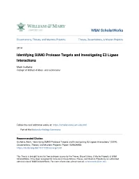 Identifying SUMO Protease Targets and Investigating E3 Ligase Interactions