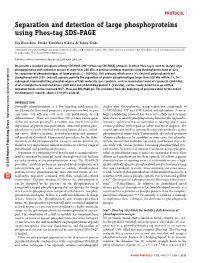 Separation and Detection of Large Phosphoproteins Using Phos-Tag SDS-PAGE