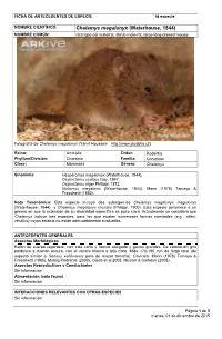 Chelemys Megalonyx (Waterhouse, 1844) NOMBRE COMÚN: Rata Topo Del Matorral, Shrub Mole-Rat, Large Long-Clawed Mouse