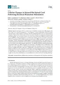 Cellular Changes in Injured Rat Spinal Cord Following Electrical Brainstem Stimulation