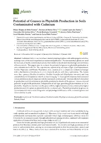 Potential of Grasses in Phytolith Production in Soils Contaminated with Cadmium