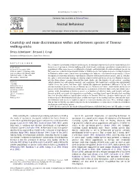 Courtship and Mate Discrimination Within and Between Species of Timema Walking-Sticks