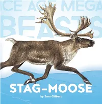Stag-Moose Today's Moose First-Grader