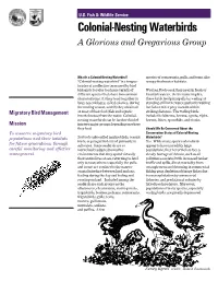 Colonial Nesting Waterbirds Fact Sheet