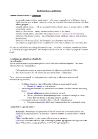 Epithelial Tissue (Epithelium)