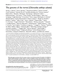 The Genome of the Vervet (Chlorocebus Aethiops Sabaeus)