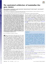 The Constrained Architecture of Mammalian Hox Gene Clusters