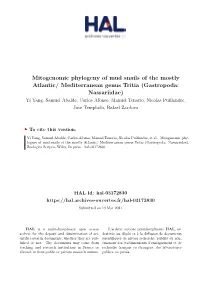 Mitogenomic Phylogeny of Mud Snails of the Mostly Atlantic