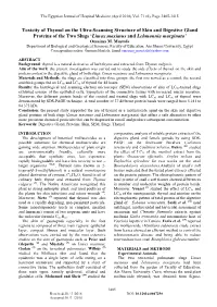 Toxicity of Thymol on the Ultra-Scanning Structure of Skin and Digestive Gland Proteins of the Two Slugs ‘Limax Maximus and Lehmannia Marginata’ Omaima M