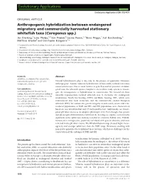 Anthropogenic Hybridization Between Endangered Migratory And