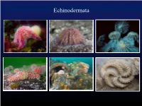 Echinodermata Echinodermata Стенка Тела Скелет И Его Производные Скелет