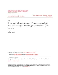 Functional Characterization of Mitochondrial and Cytosolic Aldehyde Dehydrogenases in Maize (Zea Mays L) Feng Liu Iowa State University