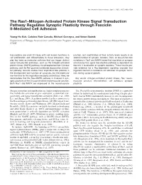 The Ras1–Mitogen-Activated Protein Kinase Signal Transduction Pathway Regulates Synaptic Plasticity Through Fasciclin II-Mediated Cell Adhesion