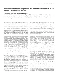 Evidence of Common Progenitors and Patterns of Dispersion in Rat Striatum and Cerebral Cortex