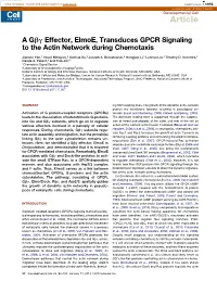 A G&Beta;&Gamma; Effector, Elmoe, Transduces GPCR