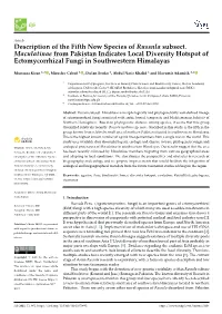 Description of the Fifth New Species of Russula Subsect. Maculatinae From