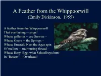 Avian Feathers Function, Structure & Coloration