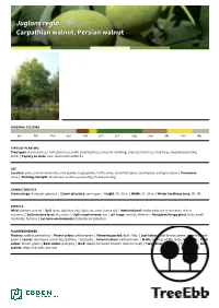 Juglans Regiaregia Carpathiancarpathian Walnut,Walnut, Persianpersian Walnutwalnut