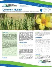Common Mullein