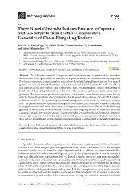 Three Novel Clostridia Isolates Produce N-Caproate and Iso-Butyrate from Lactate: Comparative Genomics of Chain-Elongating Bacteria