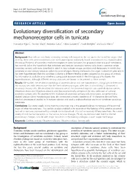 Evolutionary Diversification of Secondary Mechanoreceptor Cells