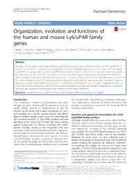 Organization, Evolution and Functions of the Human and Mouse Ly6/Upar Family Genes Chelsea L