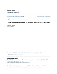 Locomotion and Basicranial Anatomy in Primates and Marsupials